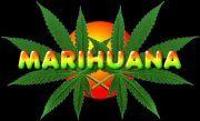 Hanf,Ganja und Marihuana - 