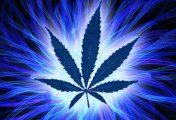 Hanf,Ganja und Marihuana - 