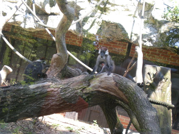 Zoo Schmiding - 