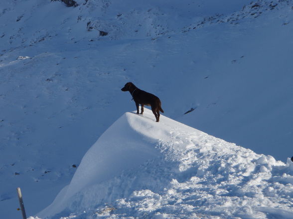 sau kalt wors 14 tog im schnee schlofa - 