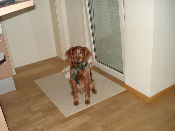 Mei Hund Jacques - 