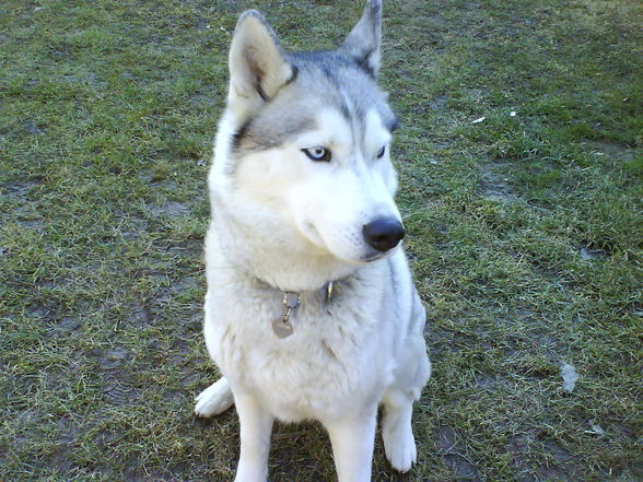 mei husky, dschamila - 