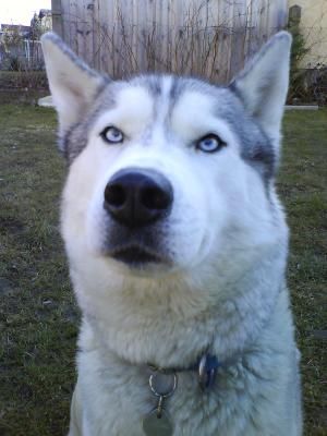 mei husky, dschamila - 