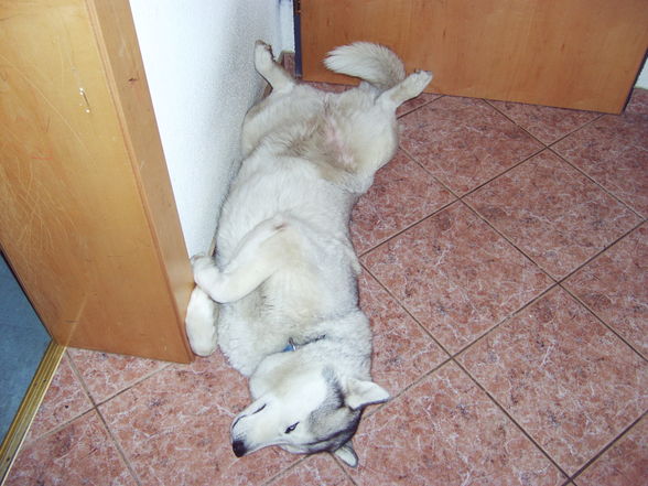 mei husky, dschamila - 