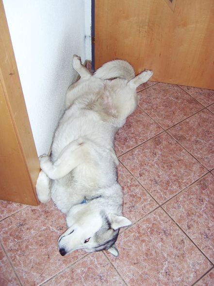 mei husky, dschamila - 