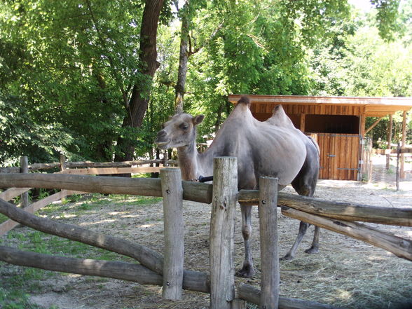 3.7.2010 tierpark haag  - 