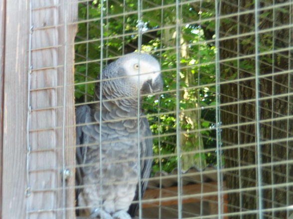 3.7.2010 tierpark haag  - 