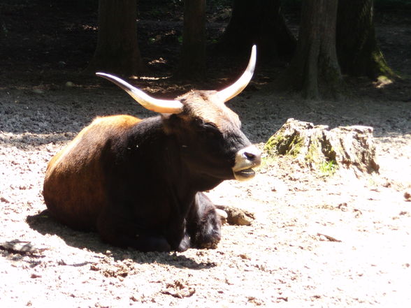 3.7.2010 tierpark haag  - 