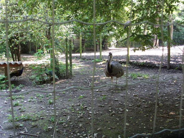 3.7.2010 tierpark haag  - 