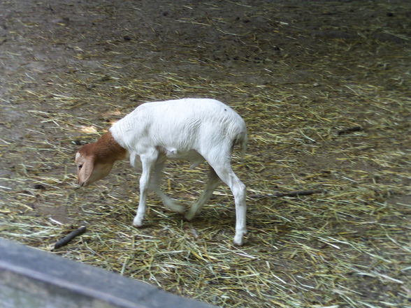 3.7.2010 tierpark haag  - 