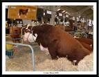 Big Bull - 