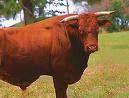 Big Bull - 