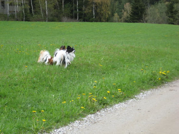 Papillontreffen am 1. Mai 2008 - 