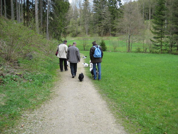 Papillontreffen am 1. Mai 2008 - 