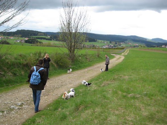 Papillontreffen am 1. Mai 2008 - 