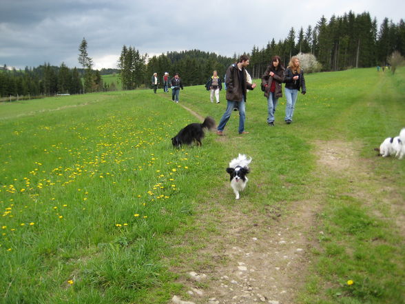 Papillontreffen am 1. Mai 2008 - 