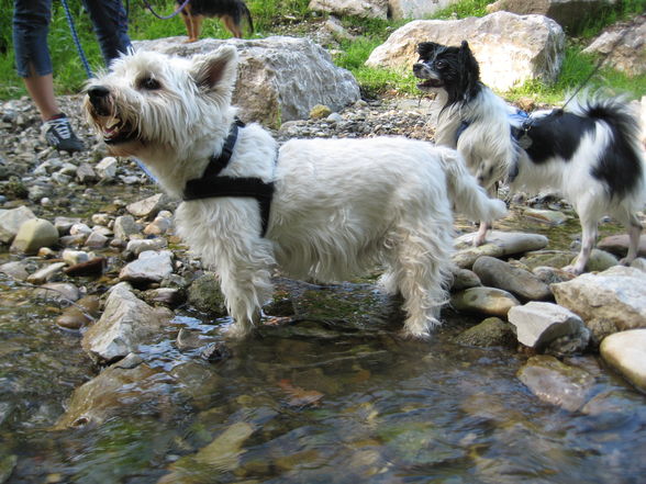 Spaziergang mit Felix und Charly - 