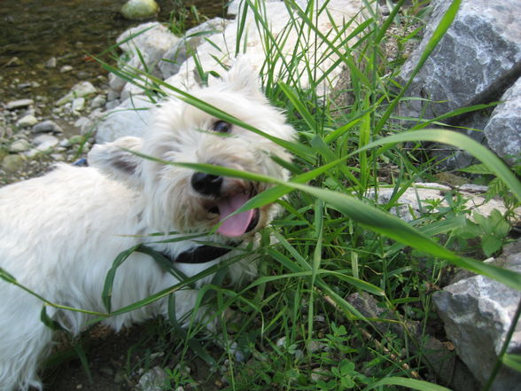 Spaziergang mit Felix und Charly - 