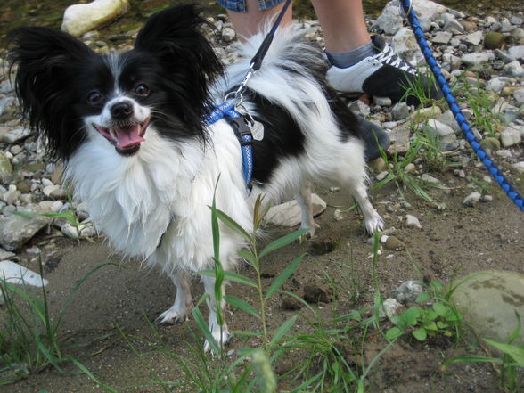 Spaziergang mit Felix und Charly - 