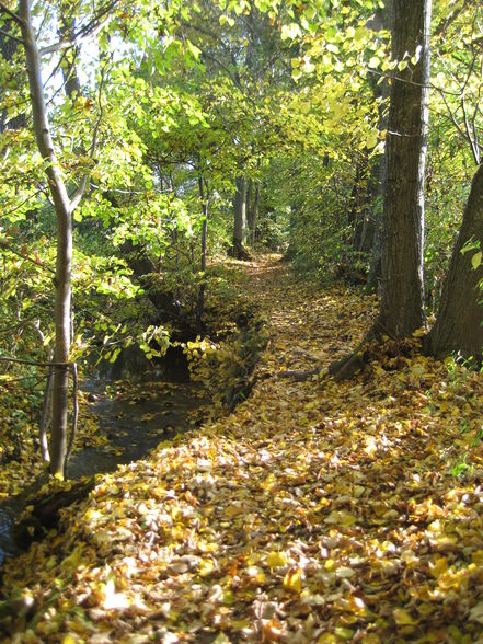 Herbstspaziergang - 