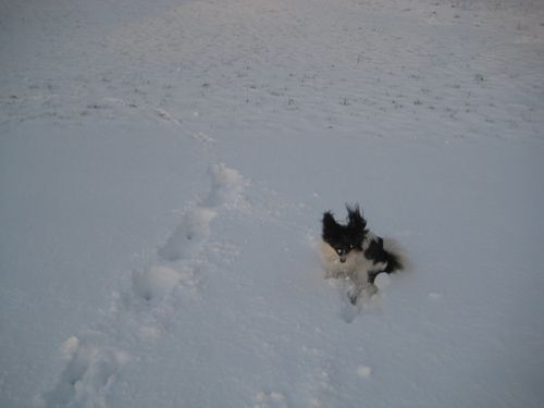 Der erste Schnee 2008!!! :) :) - 