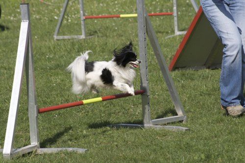 Agility- Training Mai 2009 - 