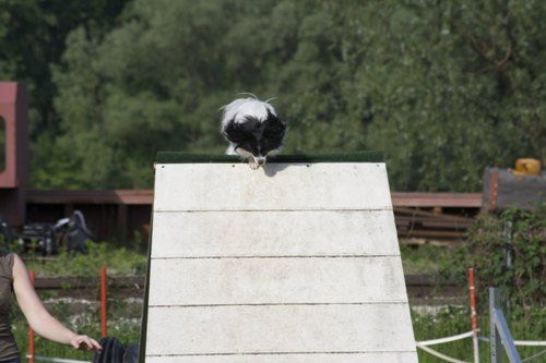 Agility- Training Mai 2009 - 