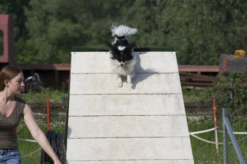 Agility- Training Mai 2009 - 