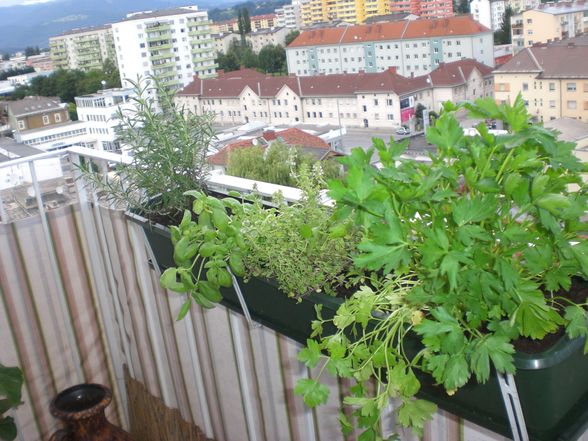 Mein Garten - 