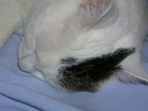 minka  - 