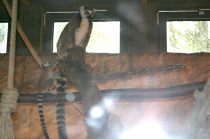 Tierpark Wels 04/08 - 