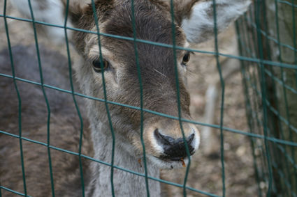 Tierpark Wels 04/08 - 