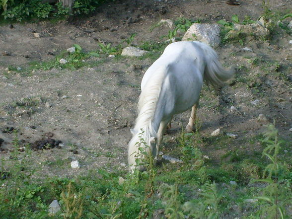 Pullman City 2008 - 