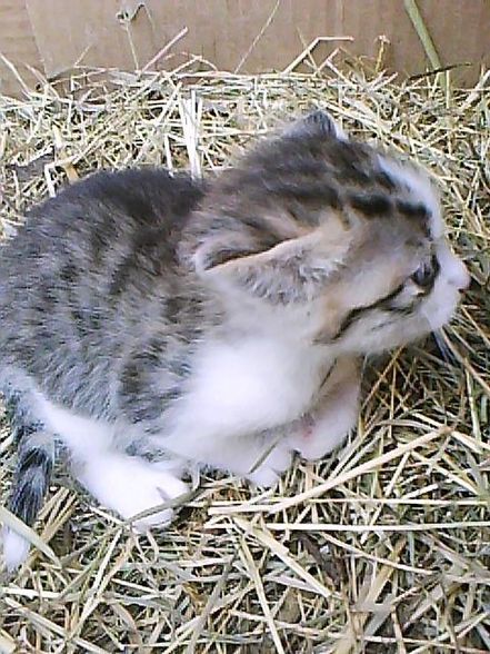 babykatzen!!!!!!! - 