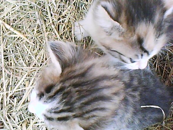 babykatzen!!!!!!! - 