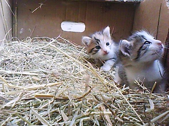 babykatzen!!!!!!! - 