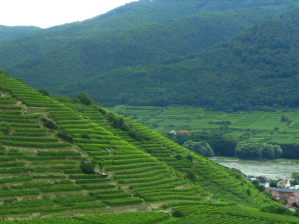 ...WaChAu-AuSfLuG... - 