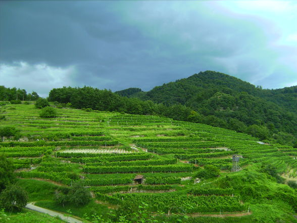 ...WaChAu-AuSfLuG... - 