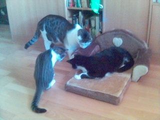 Meine Katzen ,Rex und Hercules - 