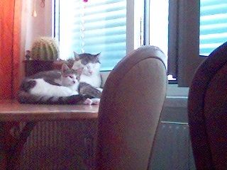 Meine Katzen ,Rex und Hercules - 