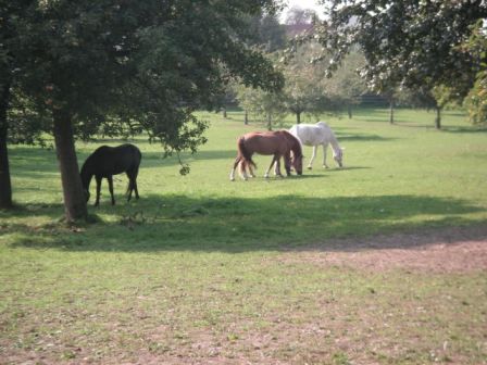 Tagesritt nach Wallsee - 