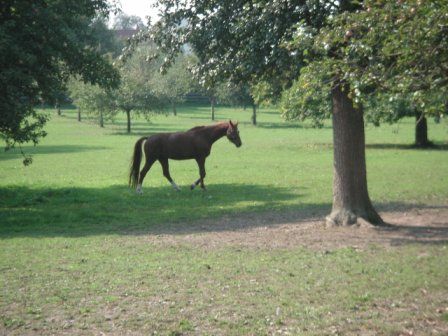 Tagesritt nach Wallsee - 