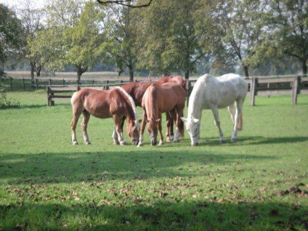 Tagesritt nach Wallsee - 