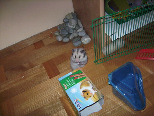 my sweeter Hamster Honey - 