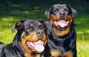 hunde  - 