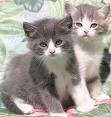 katzen - 