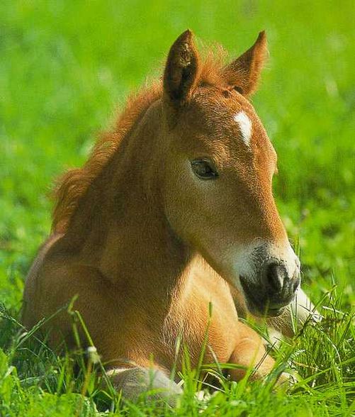 pferde und fohlen  - 