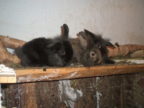 My sweet rabbits - 