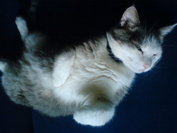 Meine Baby´s!!!! - 