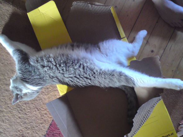 Meine Baby´s!!!! - 